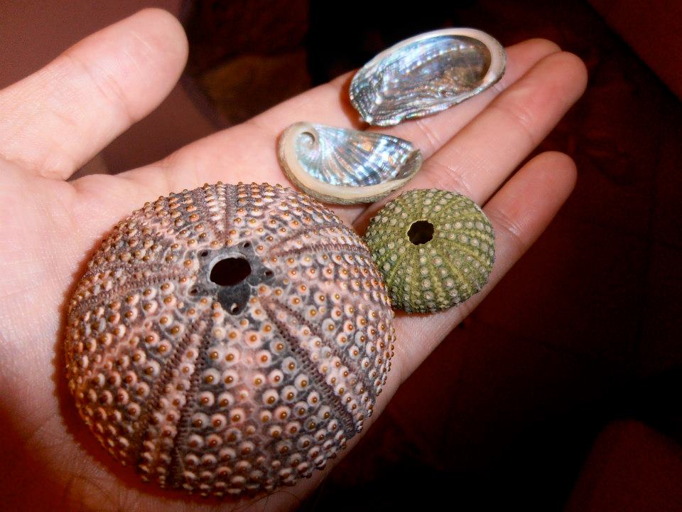 Shells and sea urchins Sardinia