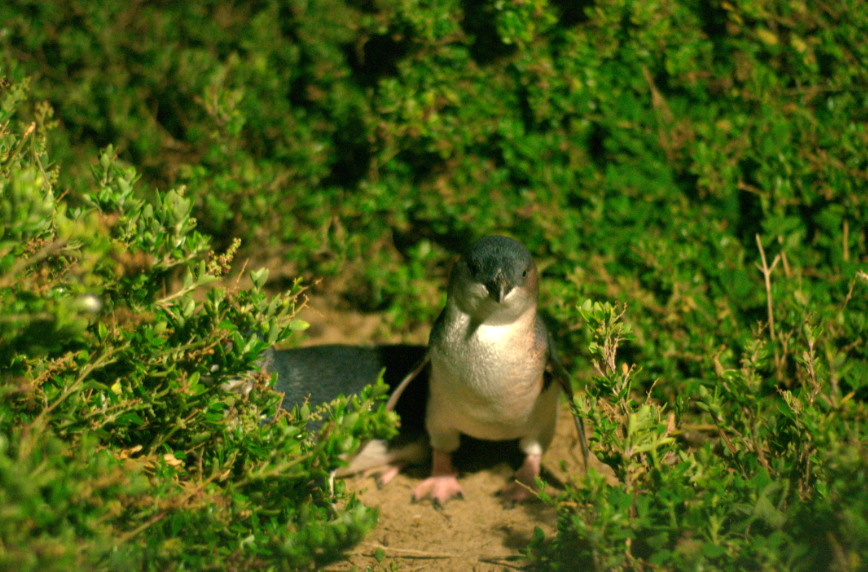 Little (Fairy) Penguin on Phillip Island